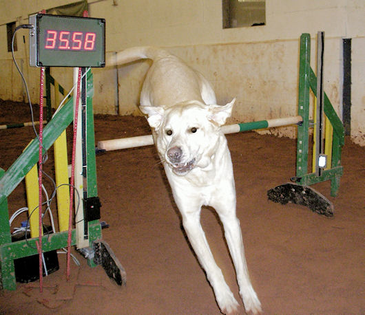 FlyBall